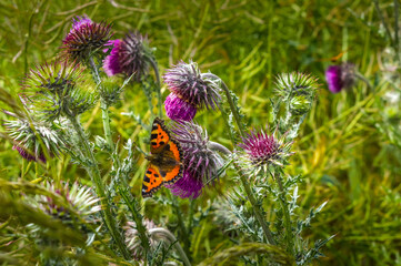 butterfly on a flower