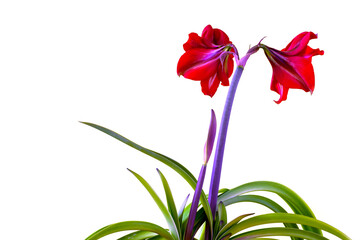 Red amaryllis on a white background.