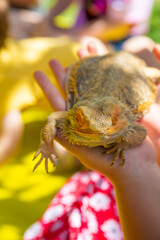on child's hand warty dragon has rather frightening appearance: spiked skin, forked tongue,...
