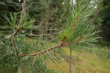 Naklejka na ściany i meble branch of a pine