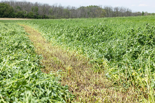 Close-up of an alfalfa hay field with a cut swath.
