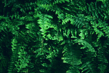 green tropical leaves background. summer and nature concept.