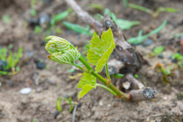Young inflorescence of grapes on the vine close-up. Grape vine with young leaves and buds blooming on a grape vine in the vineyard. Spring buds sprouting Sprout of Vitis vinifera, grape vine