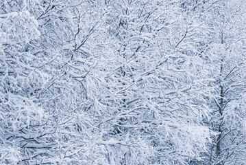 Snow covered tree branches, Sweden
