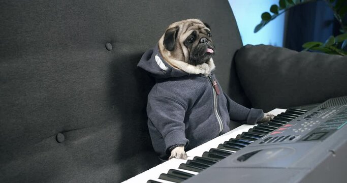 Funny cute pug dog sitting with Electronic piano, synthesizer at home. Want to play music. Fun music artist. Funny dog, pet musical instrument concept. Stuck in creative crisis