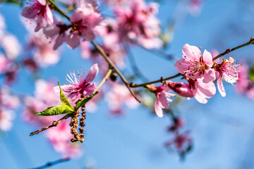 apple tree with pink petals