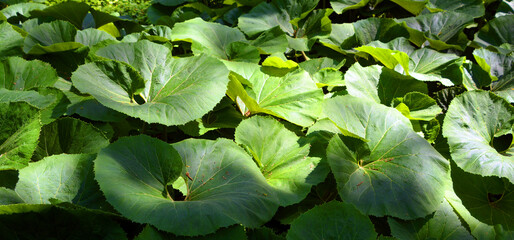 Petasites japonicus, also known as butterbur, giant butterbur, great butterbur and sweet-coltsfoot,...