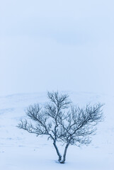 Fototapeta na wymiar Birch tree on snow covered mountain