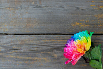 Colorful chrysanthemum flower macro shot on black. Chrysanthemum rainbow flower background.