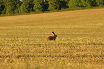 Alert hare