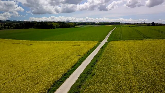 survol en drone en tournant &agrave; gauche lentement &agrave; basse altitude au-dessus d'un champ de colza jaune sous le soleil tamis&eacute; dans un ciel bleu voil&eacute; par de gros nuages blancs