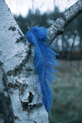lue ostrich feather hanging from birch tree