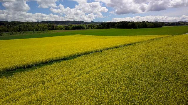 survol en drone en arri&egrave;re &agrave; basse altitude au-dessus d'un champ de colza jaune sous le soleil tamis&eacute; dans un ciel bleu voil&eacute; par de gros nuages blancs