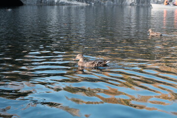 duck in the water