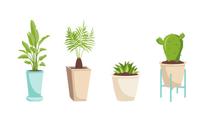 Fototapeta premium A set of indoor plants in a pot and on a wooden stand. Green leaves of banana, date palm, cactus and succulent. Interior flower, decoration for an apartment, house or garden
