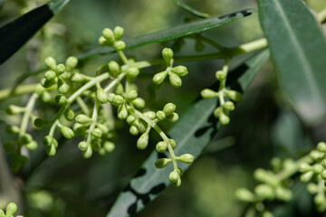 Obraz premium the flowering buds of the olive tree