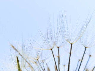 dandelion plant sky close up for background
