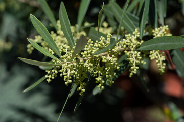 the flowering buds of the olive tree