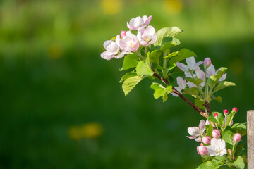 Spring blossom: branch of a blossoming apple tree on garden background
