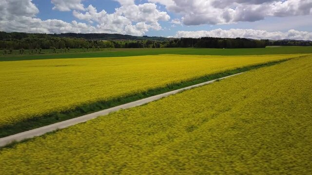 survol en drone en vol crabe &agrave; gauche &agrave; basse altitude au-dessus d'un champ de colza jaune sous le soleil tamis&eacute; dans un ciel bleu voil&eacute; par de gros nuages blancs