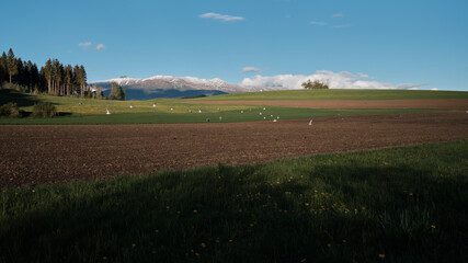 Obraz premium field