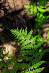 Fern leaf in the light and shadow. View from above.  Copy space. Selective focus 