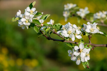 Spring blossom: branch of a blossoming apple tree on garden background