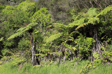 Neuseeland Landschaft / New Zealand Landscape