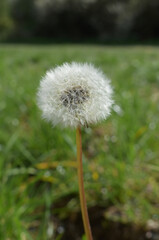 Faded dandelion in the grass, floral background