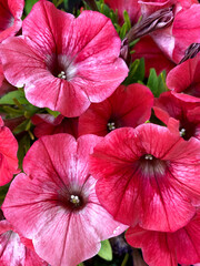 Gorgeous bright pink petunia flowers. Flower photography