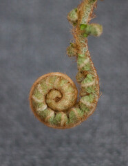 Curled up fern front against soft grey blurred background with copy space