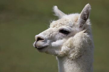 Obraz premium Alpaka / Alpaca / Vikugna pacos