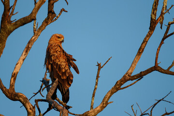 Tawny eagle sitting in a tree in the first morning light in Kruger National Park in South Africa