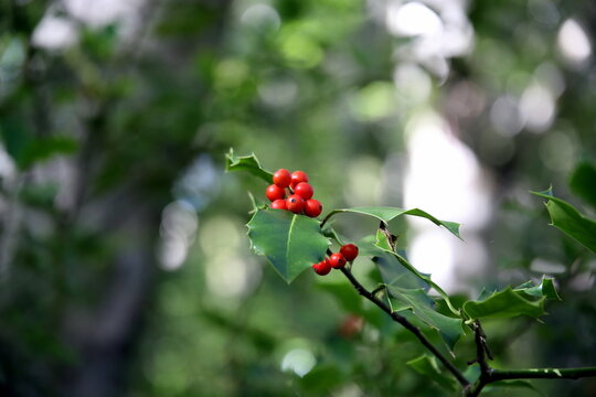 Selective focus on a holly plant with red berries in the woods and bokeh effect
