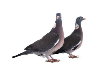 male and female european wood pigeon(Columba palumbus) isolated