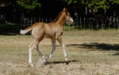 Naklejka na ściany i meble Baby horse running on ranch through summer field, foal with energy.