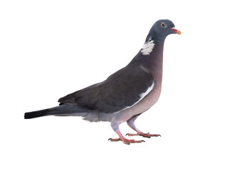 european wood pigeon(Columba palumbus) isolated on white background