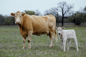 Charolais cow with calf in Texas spring field of beef cattle farming in countryside.