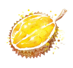 Fototapeta na wymiar Watercolor vector illustration of durian