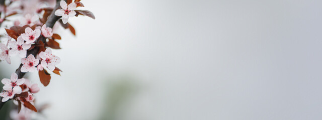 Blossoming pink flower background, natural wallpaper. Flowering decorative Japanese cherry branch in spring garden, macro image with copyspace and beautiful bokeh