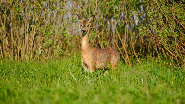 Wild roe deer in their natural habitat on a spring day, standing among the grass, close-up. Roe deer female in the wild, front view.