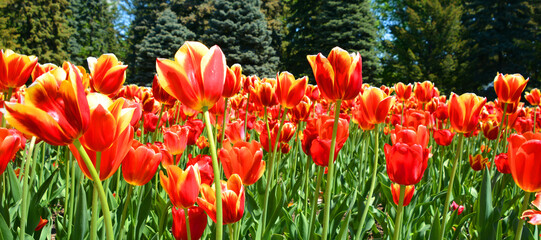 Tulips is a perennial, bulbous plant with showy flowers in the genus Tulipa, of which up to 109 species © Daniel Meunier