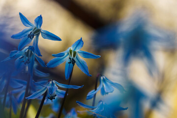 Siberian squill