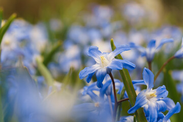 Obraz premium Siberian squill