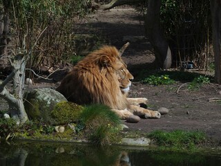 Lion, panthera lea, Löwe (Zoo Dortmund, North Rhine-Westfalia, Germany)