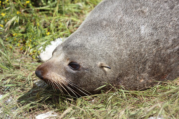 Neuseeländischer Seebär / New Zealand fur seal / Arctocephalus forsteri