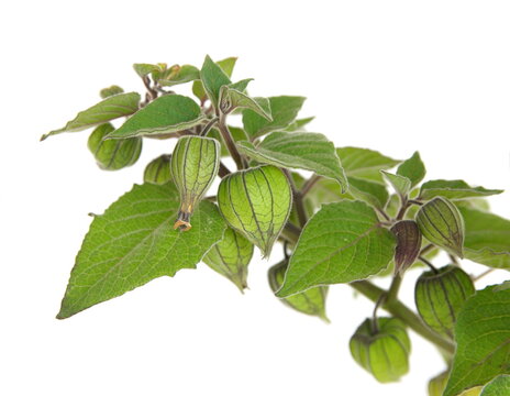 Physalis peruviana with fruits, Inca berry, Cape gooseberry, on white background