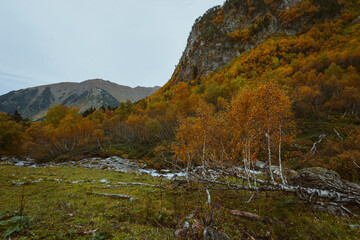 autumn forest in the mountains