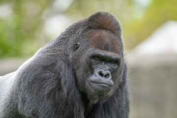 adult silverback gorilla gets a close up on a sunny day © J.A.