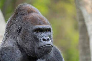 adult silverback gorilla gets a close up on a sunny day